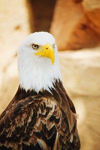 Close-up of a bird