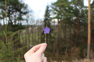 Close-up of hand holding pink flower against trees