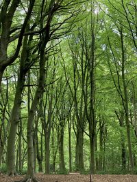 View of trees in forest