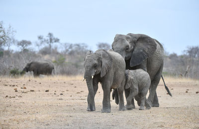 Elephant on field against sky