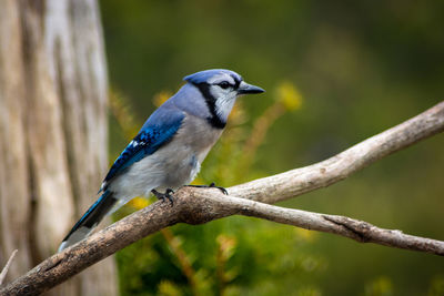 Close-up of bird perching on branch