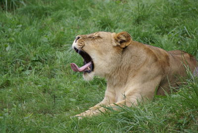 Side view of relaxed lioness yawning