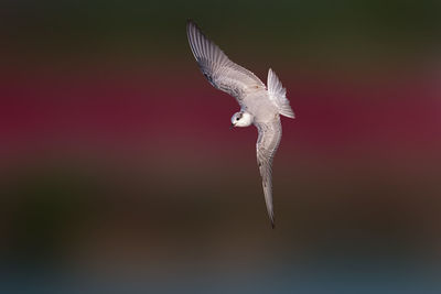 Close-up of bird flying against blurred background