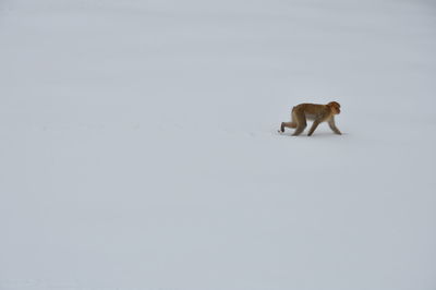 Monkey walking on snow