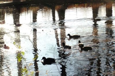 High angle view of ducks swimming in lake