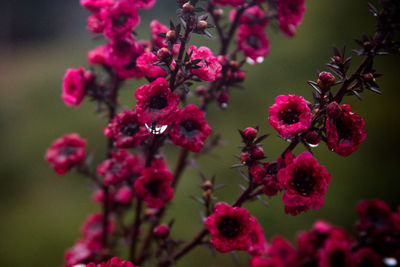 Close-up of pink flowering plants