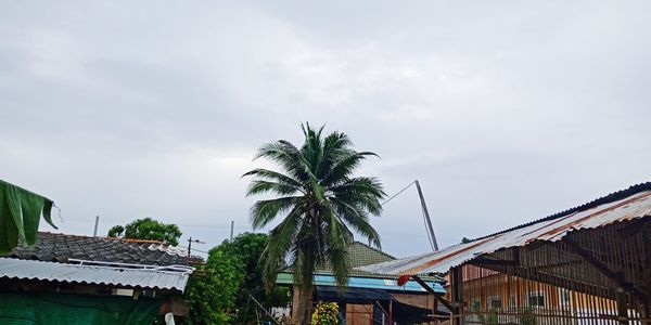 Palm trees and houses against sky