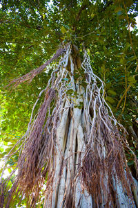 Close-up of tree roots in forest