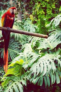 Close-up of parrot perching on tree