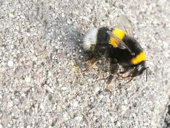 Close-up of bee on flower