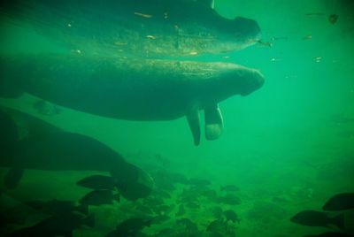 Fish swimming in sea