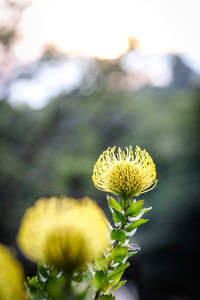 Close-up of yellow flowering plant