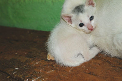 Portrait of white cat