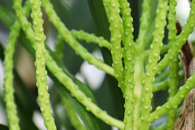 Close-up of wet plant