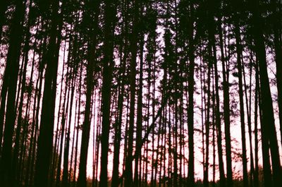 Low angle view of bamboo trees in forest