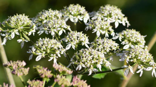 Close-up of fresh white flowers blooming outdoors