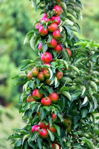 Close-up of berries growing on tree