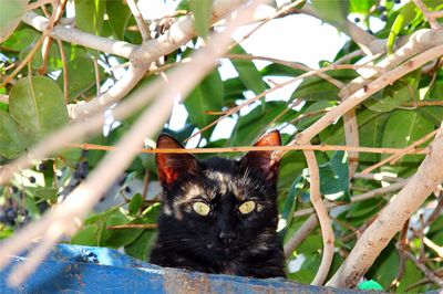 Cat on tree