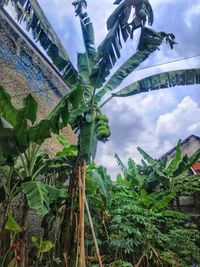 Low angle view of tree by plants against sky