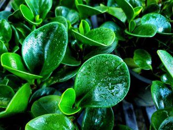 Close-up of wet plant leaves