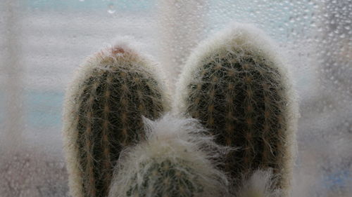 Close-up of succulent plant on sea shore