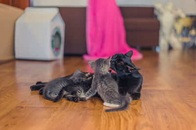 Black cat with kittens lies on a wooden floor in the room