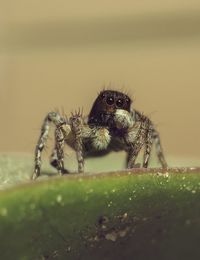 Close-up of spider