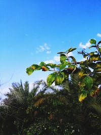 Low angle view of plants against clear blue sky