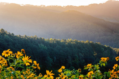 Yellow flowering plants on land against mountains