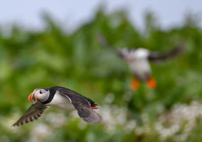 Close-up of bird flying