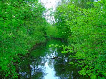 Scenic view of forest