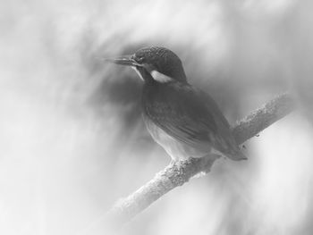 Close-up of bird perching on branch