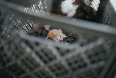 Kittens sleeping in basket