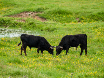 Horses on a field