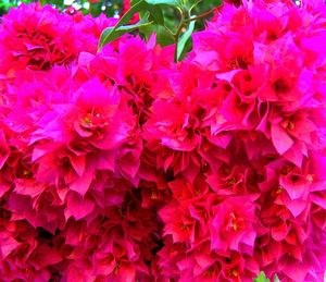 Close-up of pink flowers