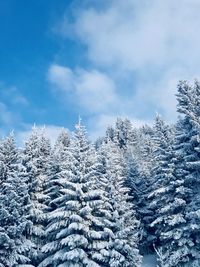 Snow covered pine trees in forest against sky