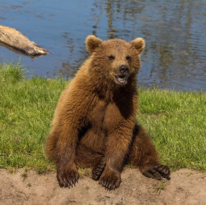 Lion sitting on grass