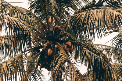 Low angle view of palm trees against sky
