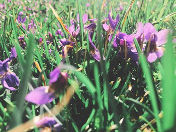 Close-up of purple flowers blooming outdoors