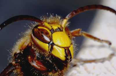 Close-up of bee