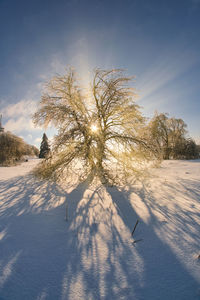 Low angle view of tree against sky