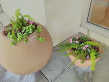 High angle view of potted plant on table