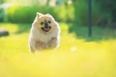 Portrait of dog running