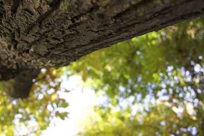 Low angle view of trees in forest