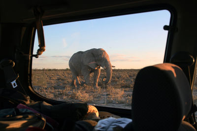 Elephant walking on land seen through car window
