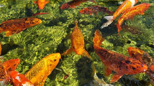 Fish swimming in sea