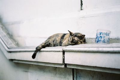 Cat resting on wall