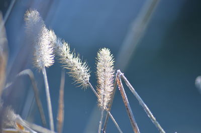 Close-up of plant against sky