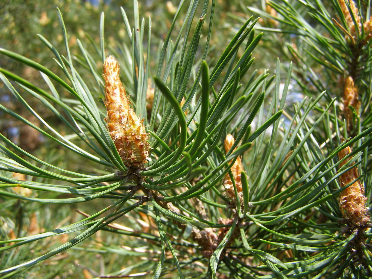 CLOSE-UP OF PINE CONES ON TREE