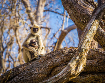 Low angle view of cat sitting on tree